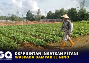 DKPP Bintan Ingatkan Petani Waspada Dampak El Nino