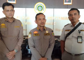 Karantina Bakal Pulangkan 41 Sapi yang Masuk dari Pelalawan ke Bintan