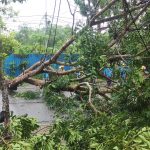 Hujan Deras Pohon Setinggi 10 Meter di Jalan Engku Putri Tumbang