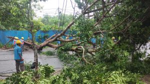 Hujan Deras Pohon Setinggi 10 Meter di Jalan Engku Putri Tumbang