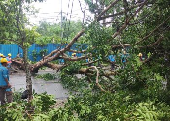 Hujan Deras Pohon Setinggi 10 Meter di Jalan Engku Putri Tumbang