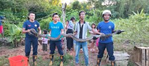 UPT Damkar Bintim Evakuasi Ular di Pekarangan Rumah Warga