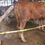 Satgas PMK Bintan Cek Kesehatan Sapi dan Kambing Tanpa Dokumen