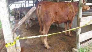 Satgas PMK Bintan Cek Kesehatan Sapi dan Kambing Tanpa Dokumen