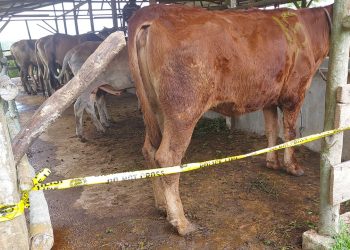 Satgas PMK Bintan Cek Kesehatan Sapi dan Kambing Tanpa Dokumen