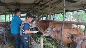 Masuk Tanpa Dokumen, Satgas PMK Bintan Nyatakan Sapi dan Kambing Asal Riau Sehat