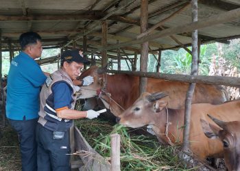 Masuk Tanpa Dokumen, Satgas PMK Bintan Nyatakan Sapi dan Kambing Asal Riau Sehat