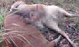 Warga Toapaya Bintan Temukan Dua Ekor Bangkai Sapi