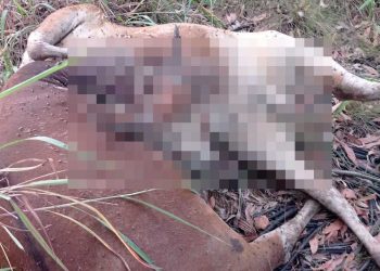 Warga Toapaya Bintan Temukan Dua Ekor Bangkai Sapi