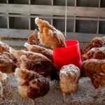PT. Ciomas Adisatwa Gandeng Peternak Lokal Dorong Produksi Ekspor Ayam ke Singapura