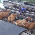Barantan Tanjungpinang Pulangkan Puluhan Hewan Ternak Tanpa Dokumen
