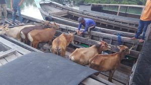 Barantan Tanjungpinang Pulangkan Puluhan Hewan Ternak Tanpa Dokumen