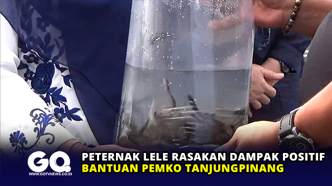 Peternak Lele Rasakan Dampak Positif Bantuan Pemkot Tanjungpinang