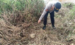 Update Temuan Kerangka di Sei Timun, Polisi Ungkap Usia Kerangka Manusia