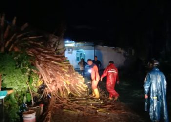 BPBD Tanjungpinang: Ada 2 Insiden Pohon Tumbang Imbas Cuaca Buruk