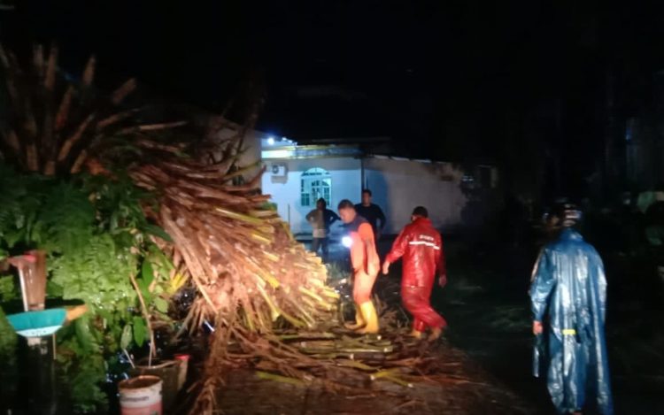 BPBD Tanjungpinang: Ada 2 Insiden Pohon Tumbang Imbas Cuaca Buruk