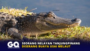 Seorang Nelayan Tanjungpinang Diserang Buaya usai Melaut