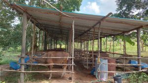 Penuhi Kebutuhan Daging, 20 Sapi Asal Natuna Bakal Masuk ke Bintan