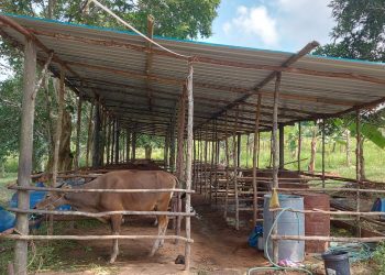 Penuhi Kebutuhan Daging, 20 Sapi Asal Natuna Bakal Masuk ke Bintan