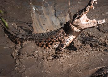 Fakta Menarik Tentang Buaya: Makhluk Buas Penjaga Ekosistem