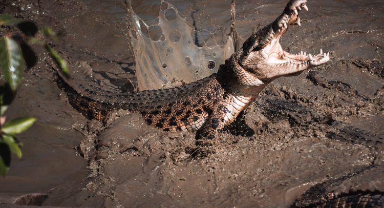 Fakta Menarik Tentang Buaya: Makhluk Buas Penjaga Ekosistem