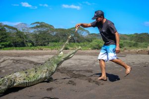 4 Spesies Buaya: Keanekaragaman Menjaga Ekosistem Alam