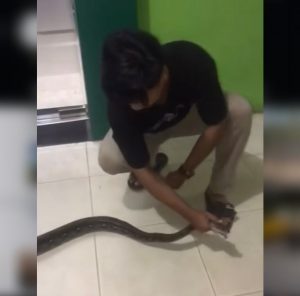 Ular Piton 1,5 Meter Berkeliaran di Puskesmas Melayu Kota Piring