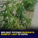 Melihat Potensi Budidaya Rumput laut di Kepri