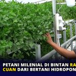 Petani Milenial di Bintan Raup Cuan dari Bertani Hidroponik