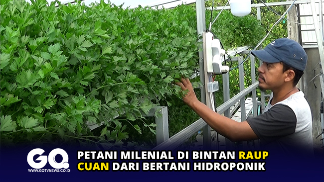 Petani Milenial di Bintan Raup Cuan dari Bertani Hidroponik