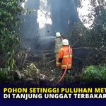 Pohon Setinggi Puluhan Meter di Tanjung Unggat Terbakar