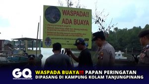 Waspada Buaya, Papan Peringatan Dipasang di Kampung Kolam Tanjungpinang