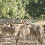 Taman Rusa Batam, Destinasi Wisata yang Wajib Dikunjungi