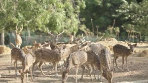Taman Rusa Batam, Destinasi Wisata yang Wajib Dikunjungi