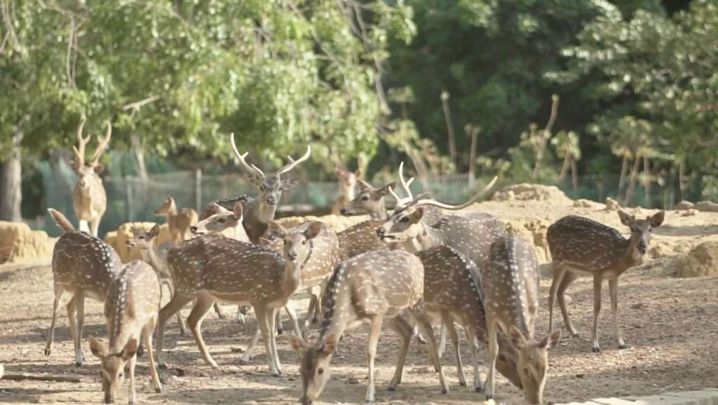 Taman Rusa Batam, Destinasi Wisata yang Wajib Dikunjungi