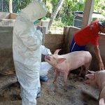 Waspadai Virus Nipah, DKPP Bintan Lakukan Screening Hewan Ternak Babi