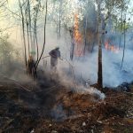 Karhutla Marak, Bupati Roby Minta Warga Laporkan Pelaku Pembakar Lahan