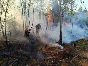 Karhutla Marak, Bupati Roby Minta Warga Laporkan Pelaku Pembakar Lahan