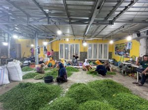 Distributor Jamin Stok Cabai di Bintan Aman