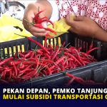 Pekan Depan, Pemko Tanjungpinang Mulai Subsidi Transportasi Cabai