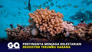 Pentingnya Menjaga Kelestarian Ekosistem Terumbu Karang