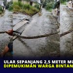 Ular Sepanjang 2,5 Meter Muncul Dipemukiman Warga Bintan Plaza