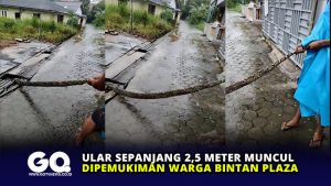 Ular Sepanjang 2,5 Meter Muncul Dipemukiman Warga Bintan Plaza