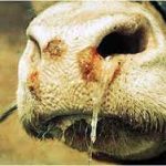 Seekor Sapi di Tanjungpinang Terinfeksi PMK