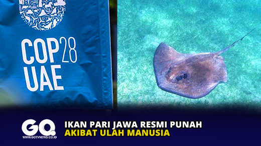 Ikan Pari Jawa Resmi Punah akibat Ulah Manusia