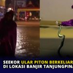 Seekor Ular Piton Berkeliaran di Lokasi Banjir Tanjungpinang