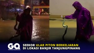 Seekor Ular Piton Berkeliaran di Lokasi Banjir Tanjungpinang