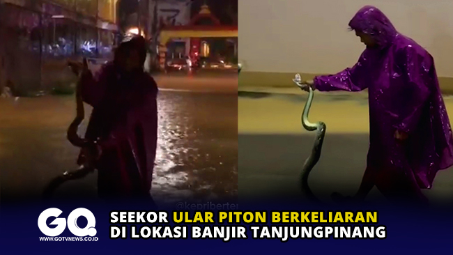 Seekor Ular Piton Berkeliaran di Lokasi Banjir Tanjungpinang