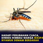 Hadapi Perubahan Cuaca, Dinkes Himbau Warga Waspadai Nyamuk Demam Berdarah