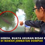 Heboh, Buaya Ukuran Besar Muncul di Bawah Jembatan Dompak